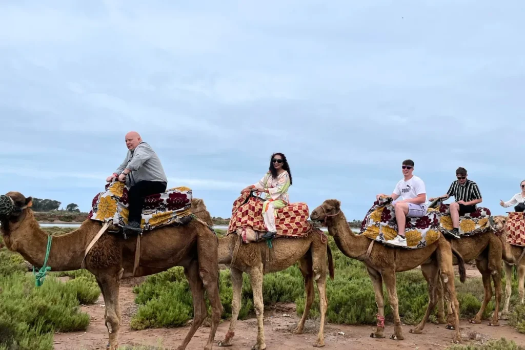 Adventurers participating in an agadir camel ride through scenic Moroccan landscapes.