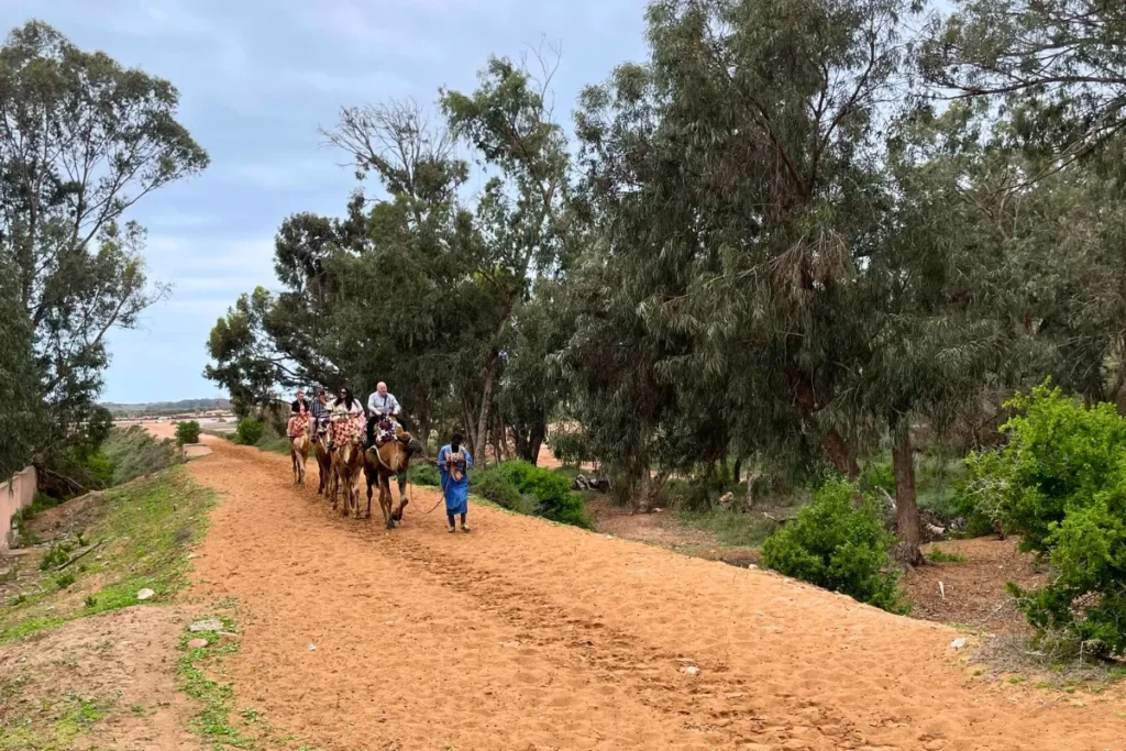 Camel caravan carrying tourists on an agadir camel ride near Agadir’s natural landscapes.