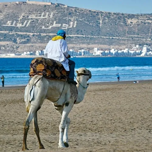 Camel ride on Agadir beach with mountain view during the Agadir City Tour