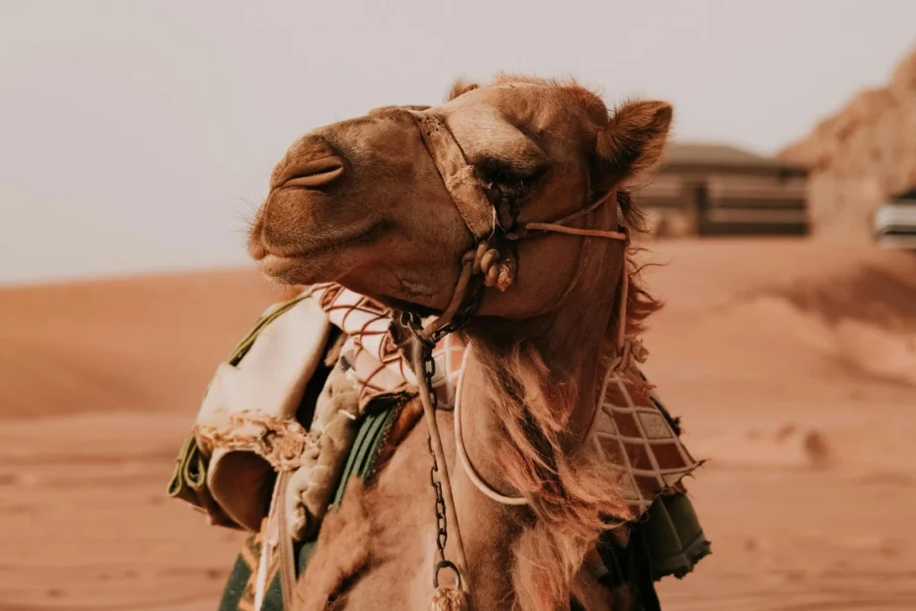 Close-up of a camel during an agadir camel ride experience in the Moroccan desert