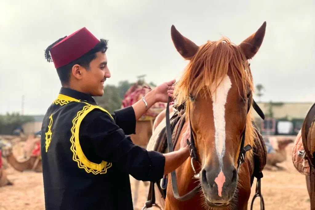 Moroccan man preparing horse for the ride – Horse Riding Agadir