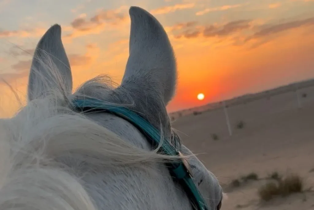 Sunset view from the back of a white horse in Agadir – Horse Riding Agadir